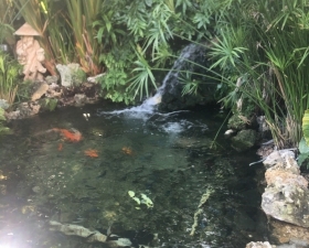 Koi Ponds Installation