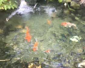 Koi Ponds Installation in Palmetto Bay