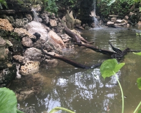 Custom Waterfalls in Miami for Tropical Landscape Design