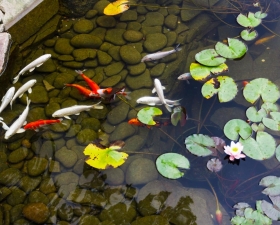 Custom Koi ponds by Anderson Landscaping