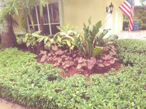 Front yard Landscape design in Pinecrest