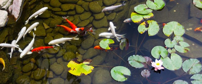 Koi Ponds Installation in Key Biscayne, Coral Gables, Palmetto Bay, and Surrounding Areas