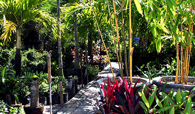 Tropical Landscape Design in Miami, Pinecrest, Kendall & Nearby Cities