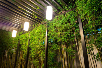 Outdoor landscape lighting featuring bamboo and pergola in Coral Gables, Florida