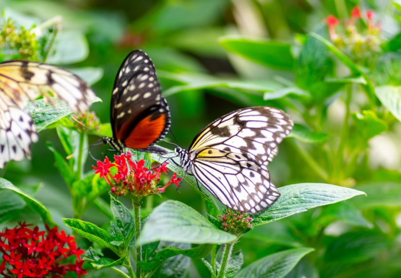 Custom home butterfly garden sanctuary installed at a Coconut Grove home