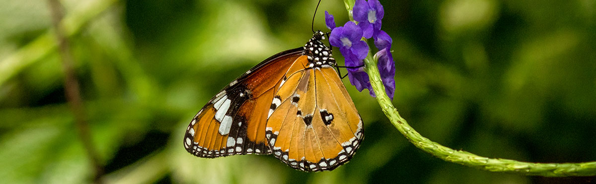 custom butterfly garden in 